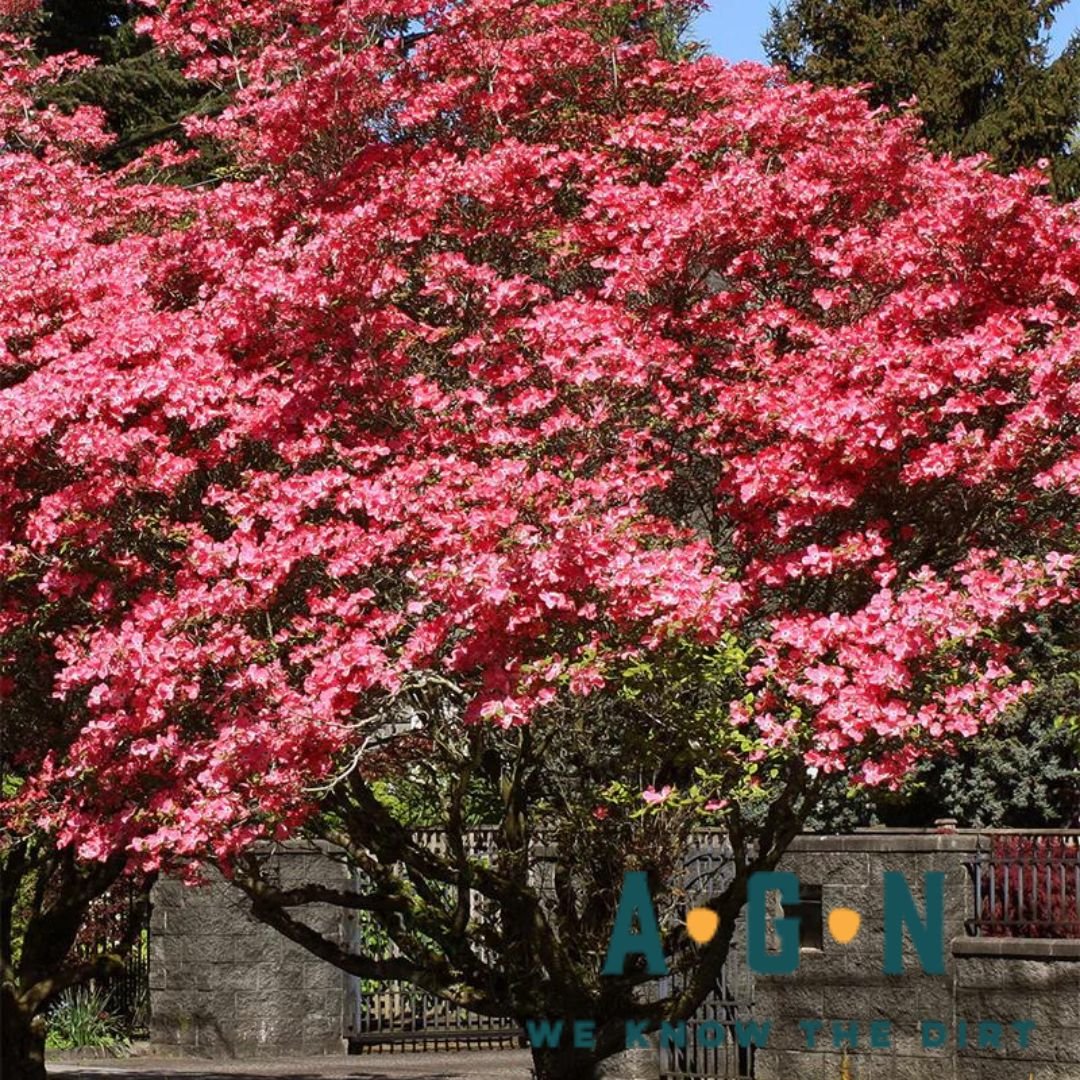 Red dogwood - America's Gardens Nursery