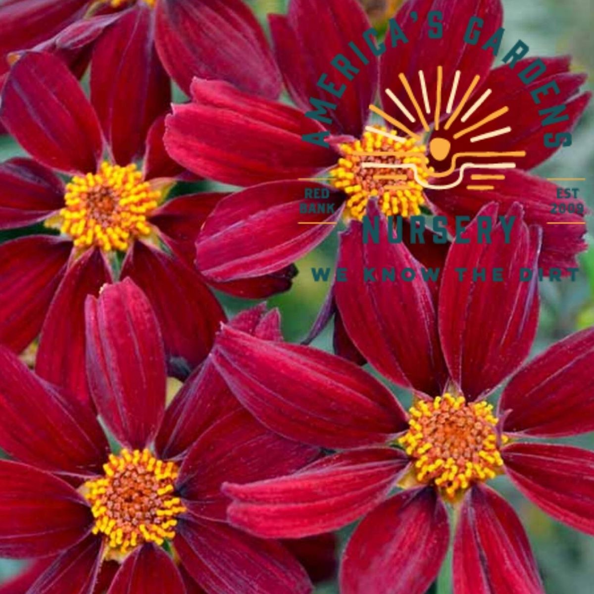 Red Satin Coreopsis - America's Gardens Nursery