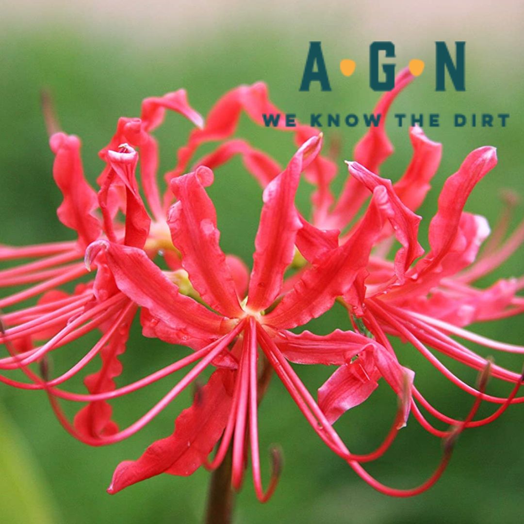 Red Spider Lily - America's Gardens Nursery
