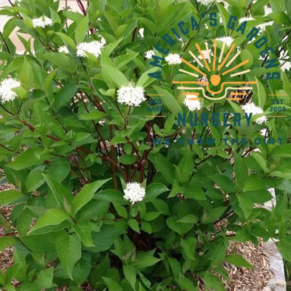 Red Twing Dogwood - America's Gardens Nursery