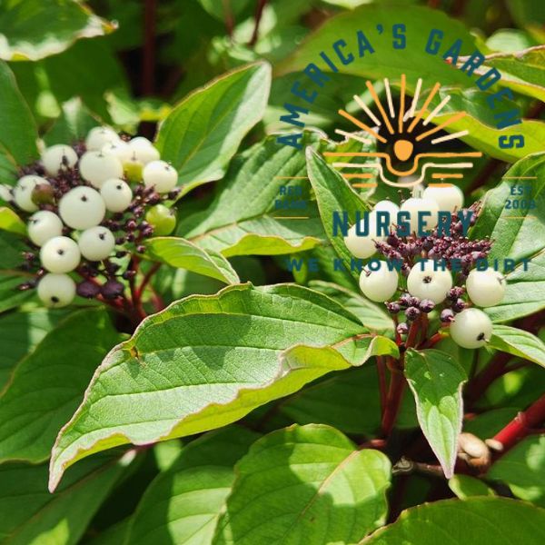 Red Twing Dogwood - America's Gardens Nursery