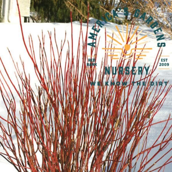 Red Twing Dogwood - America's Gardens Nursery
