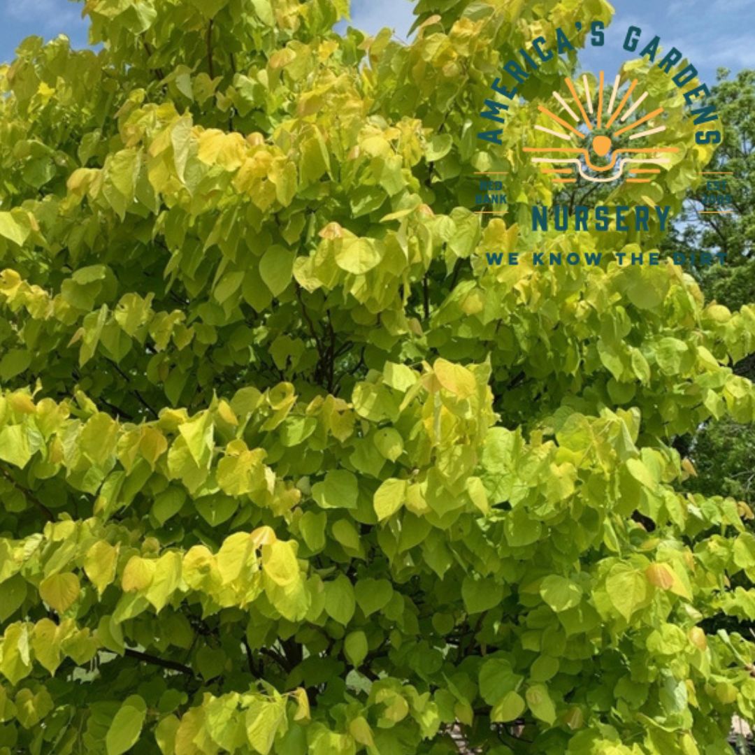 Rise 'N Shine Redbud Tree - America's Gardens Nursery