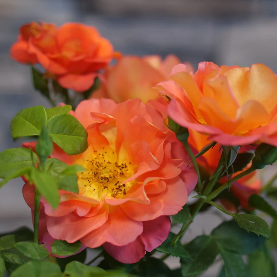 Rise Up Emberays Rose (Rosa) - America's Gardens Nursery