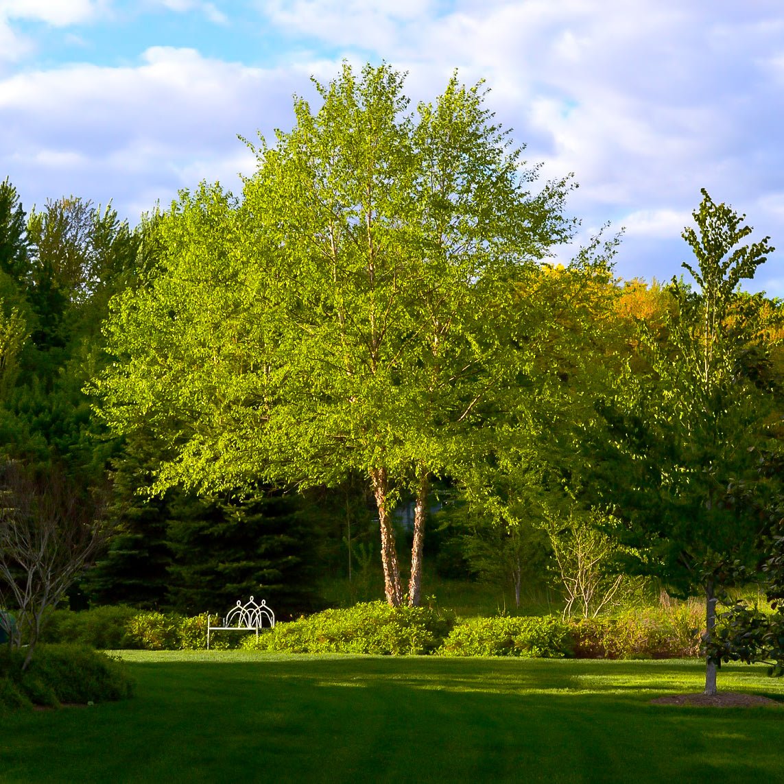 River Birch Tree - America's Gardens Nursery