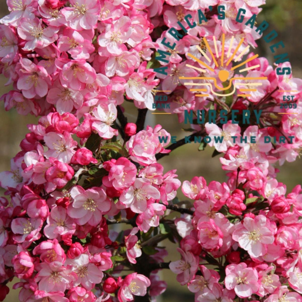Robinson Crabapple Tree – America's Gardens Nursery