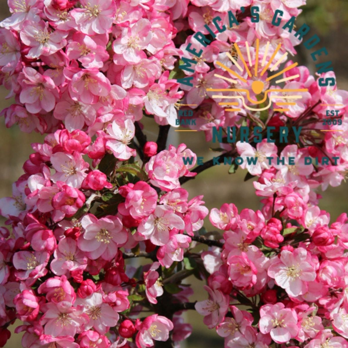 Robinson Crabapple Tree - America's Gardens Nursery