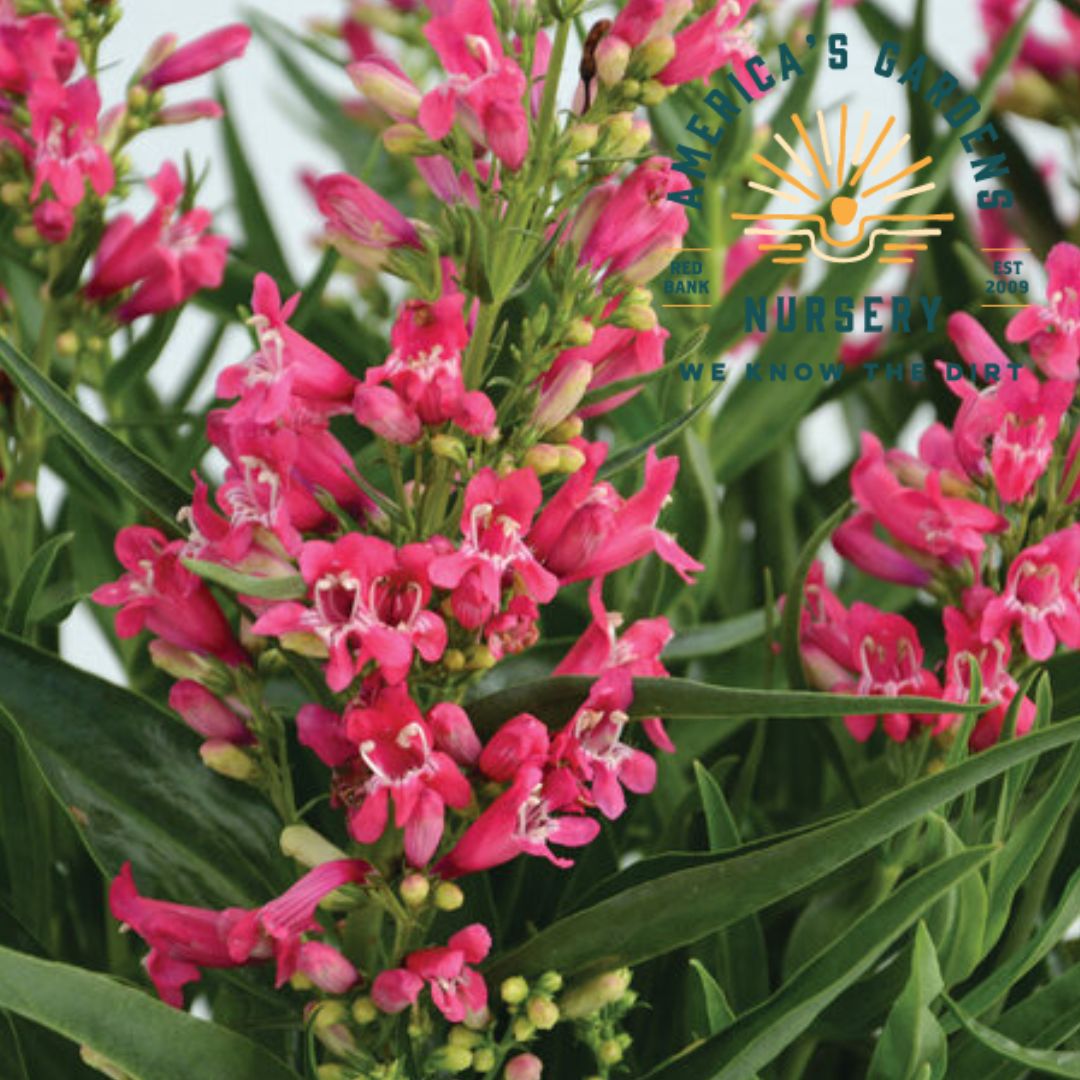 Rock Candy Penstemon - America's Gardens Nursery
