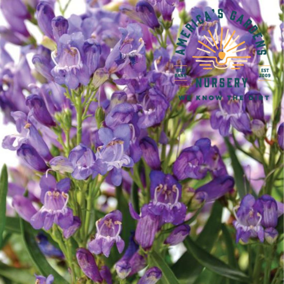 Rock Candy Penstemon - America's Gardens Nursery
