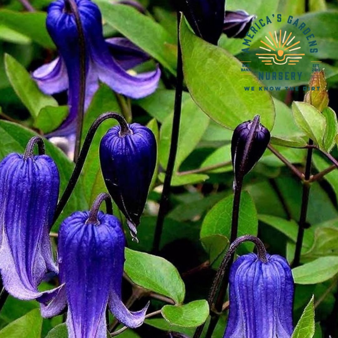Roguchi Clematis - America's Gardens Nursery