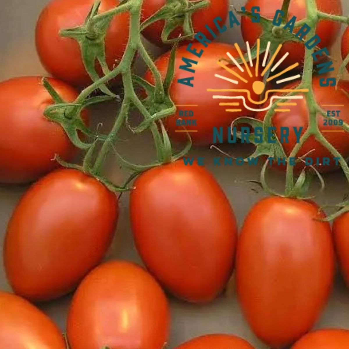 Roma Tomato Plant - America's Gardens Nursery
