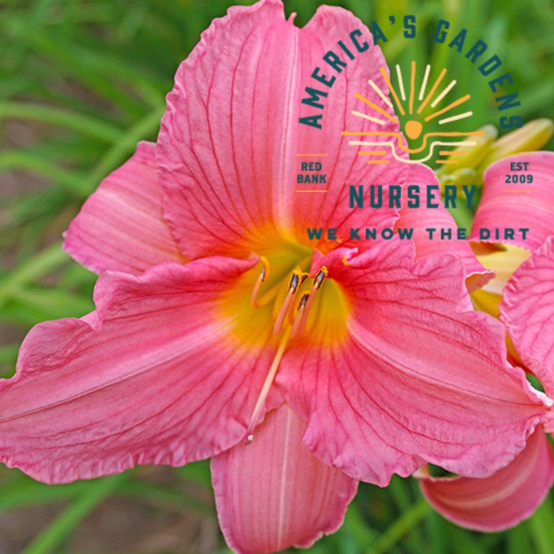 Rosa Bellini Reblooming Daylily - America's Gardens Nursery