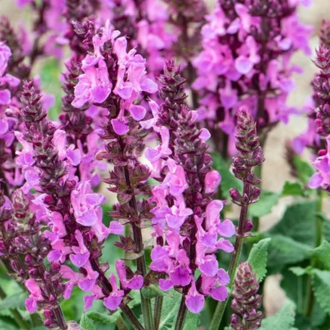 Rose Marvel Salvia - America's Gardens Nursery