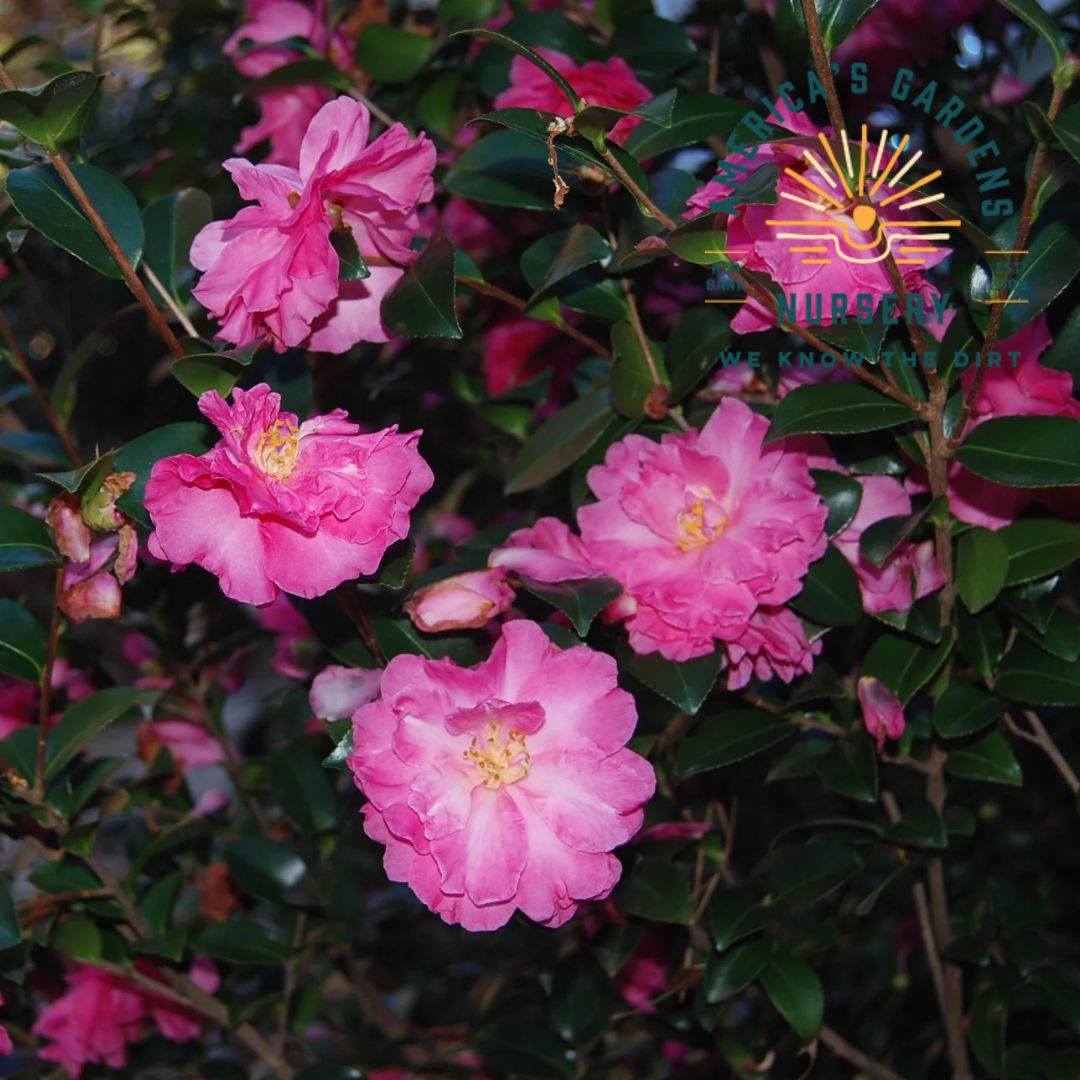 Rose of Autumn Camellia Espalier - America's Gardens Nursery