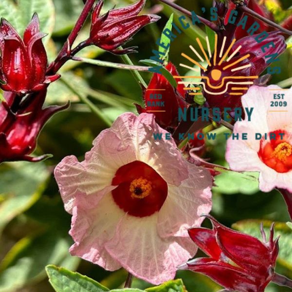 Roselle Hibiscus - America's Gardens Nursery