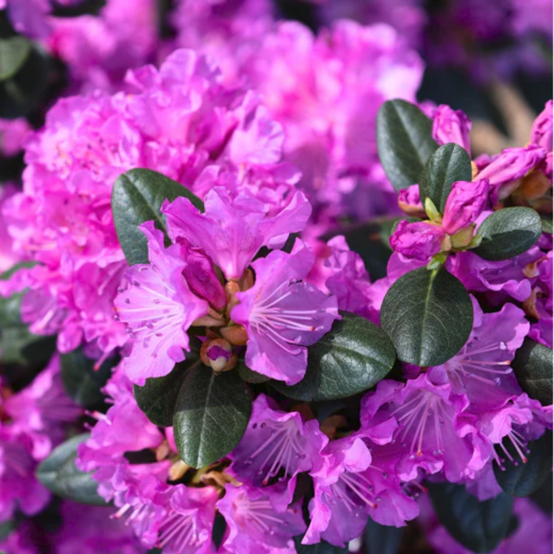 Roseum Elegans Rhododendron - America's Gardens Nursery