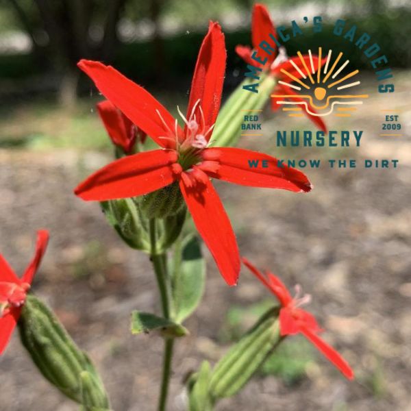 Royal Catchfly - America's Gardens Nursery