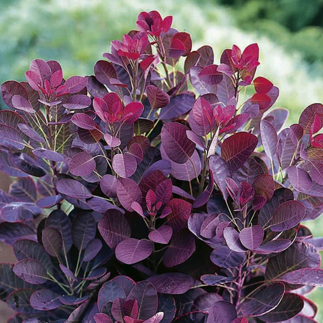 Royal Purple Smoke Tree - America's Gardens Nursery