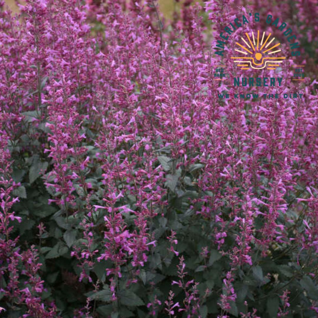 Royal Raspberry Agastache - America's Gardens Nursery