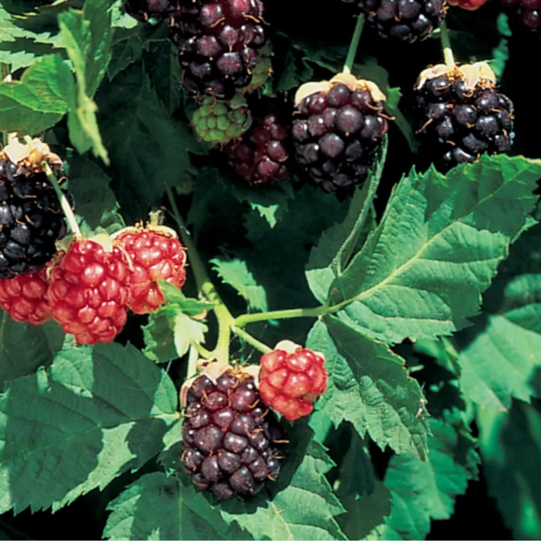 Rubrus Boysenberry Plant - America's Gardens Nursery