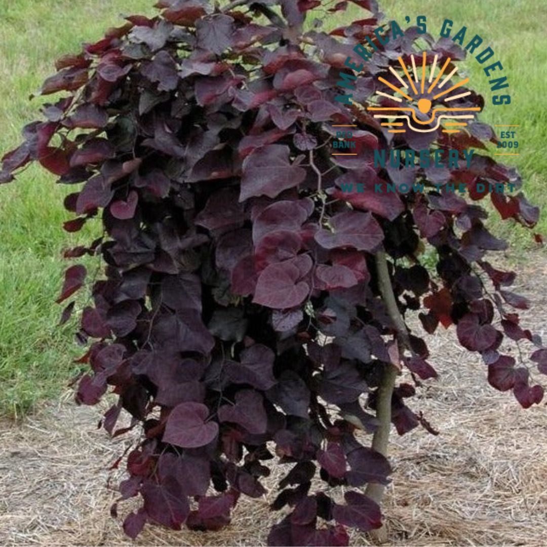 Ruby Falls Redbud Tree - America's Gardens Nursery