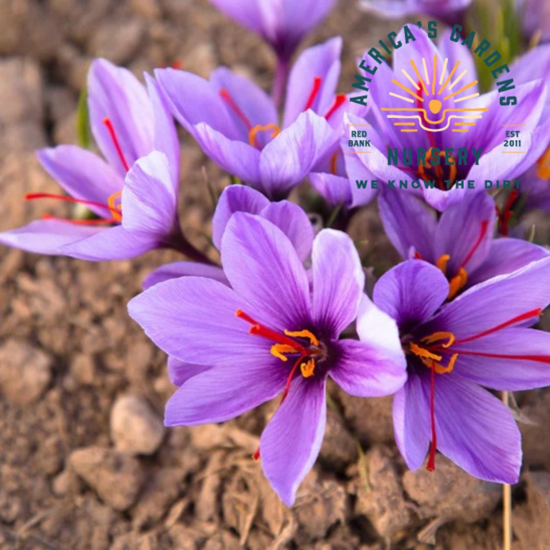 Saffron Crocus Plant - America's Gardens Nursery