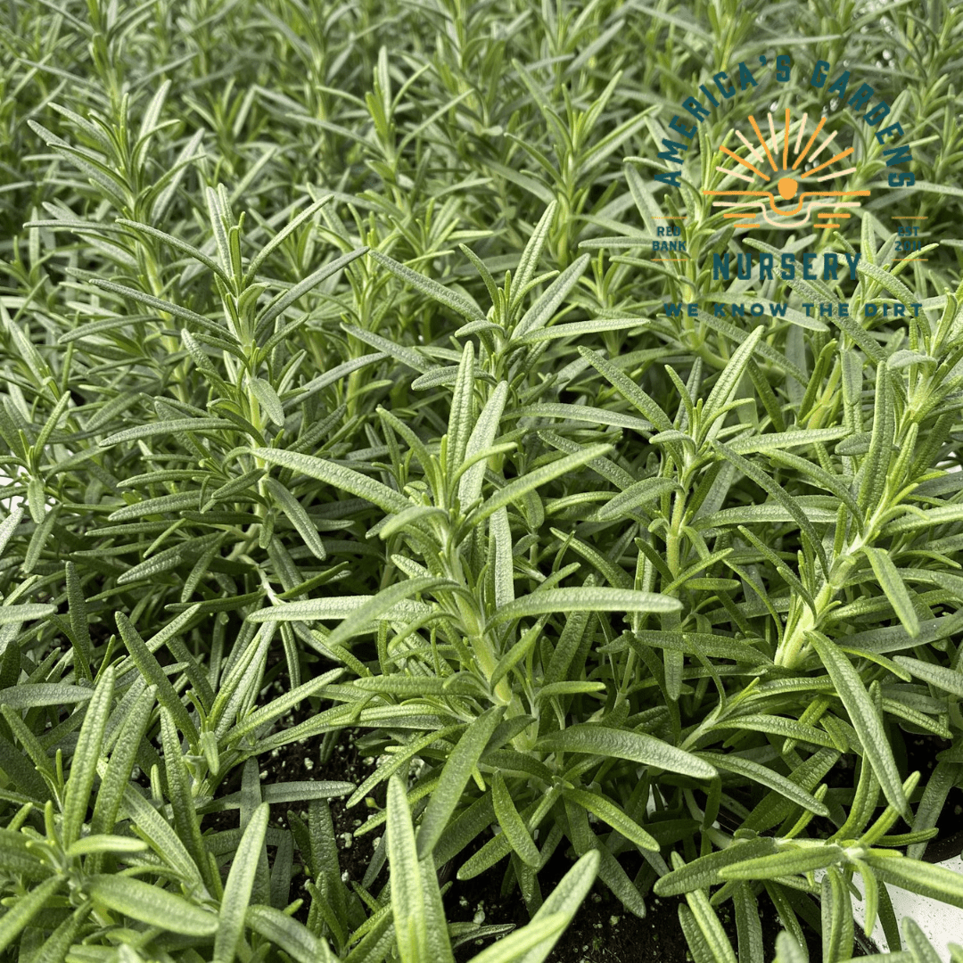 Salem (Roasting) Rosemary - America's Gardens Nursery
