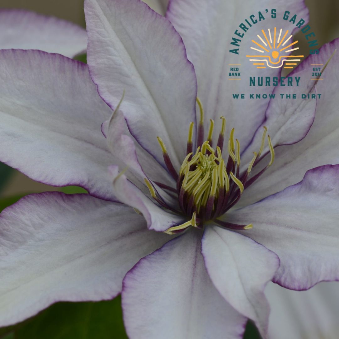 Samaritan Clematis - America's Gardens Nursery