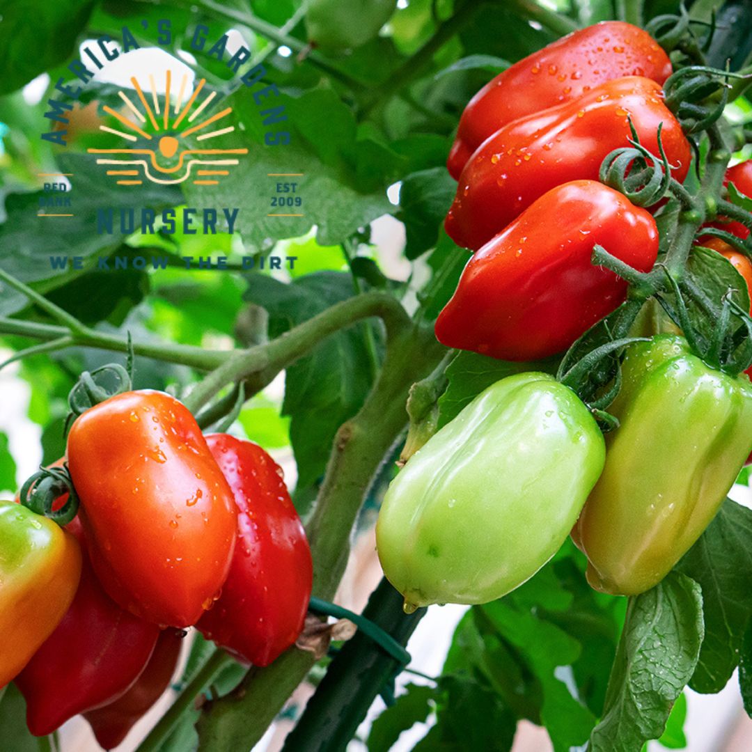 San Marzano Tomato Plant - America's Gardens Nursery