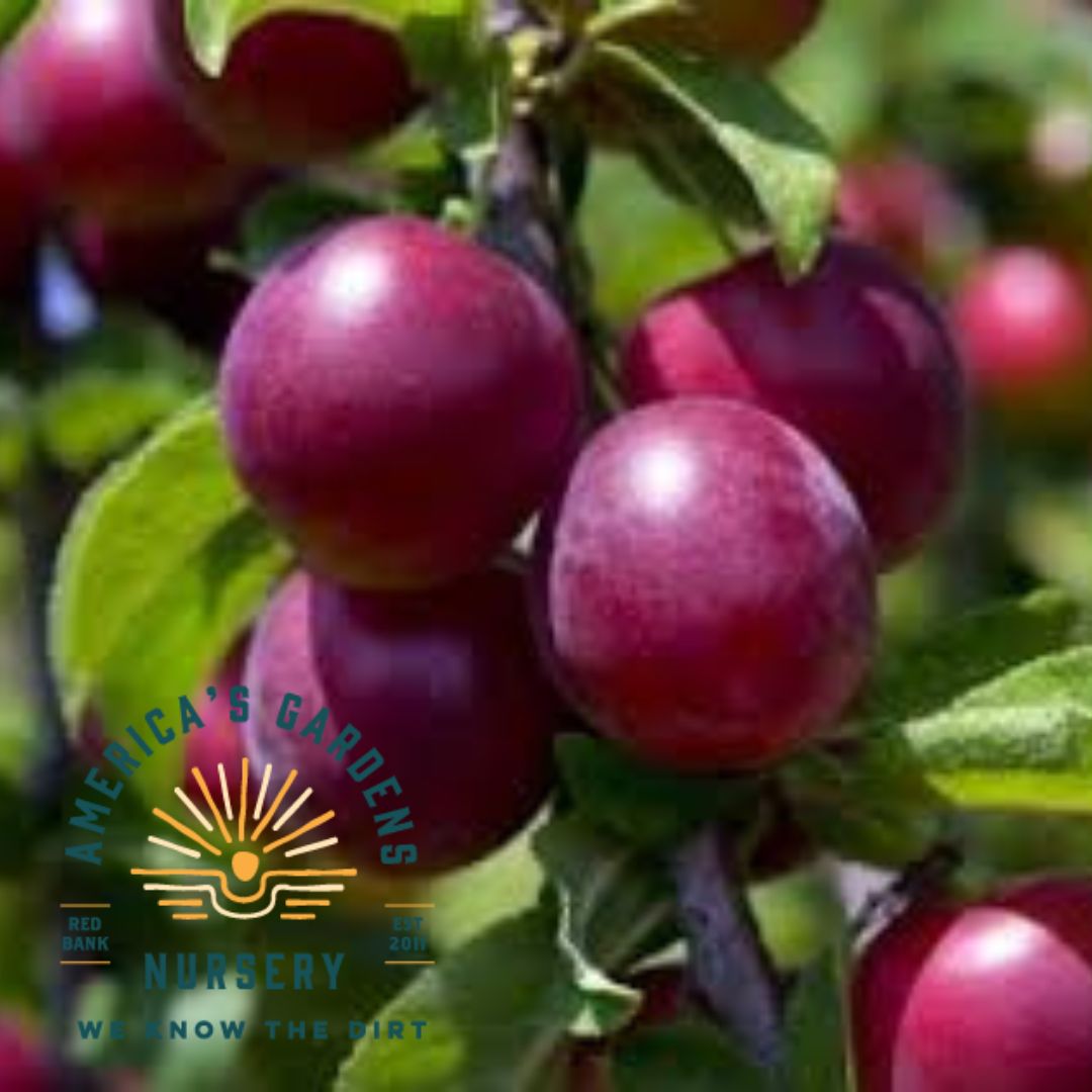 Santa Rosa Plum Tree - America's Gardens Nursery