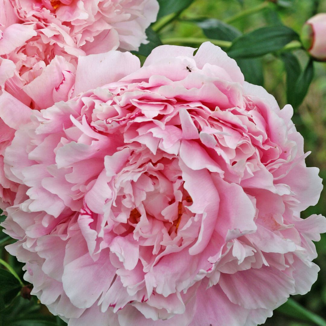 Sarah Bernhardt Peony - America's Gardens Nursery
