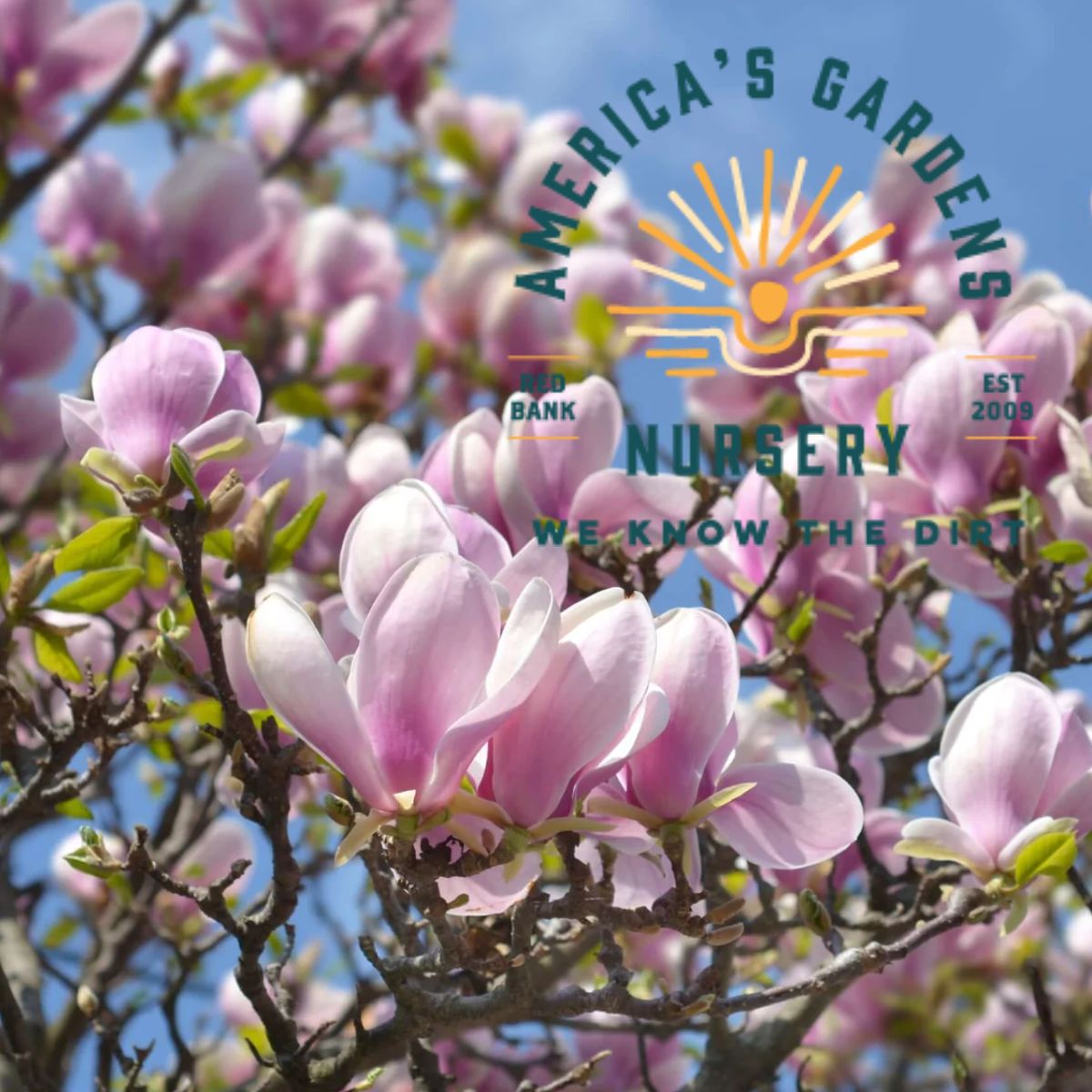 Saucer Magnolia - America's Gardens Nursery