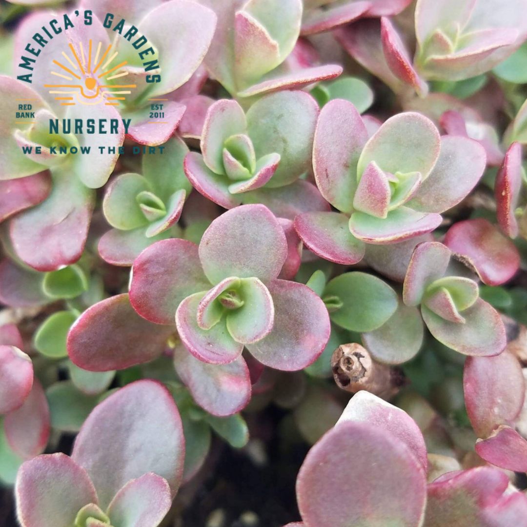 Sedum Firecracker - America's Gardens Nursery