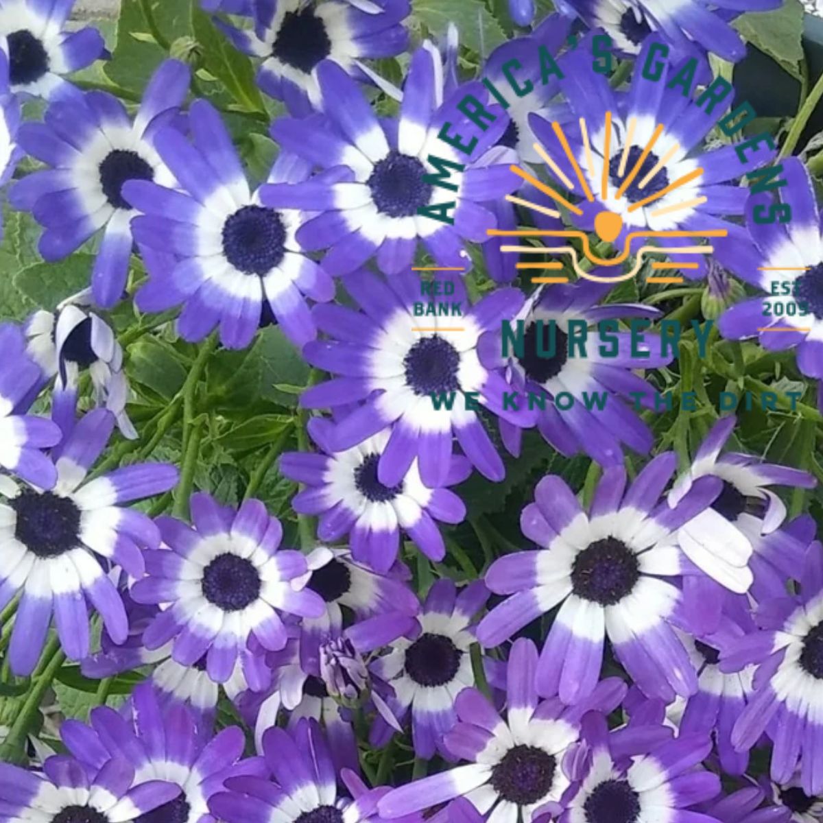 Senetti Improved Bicolor Blue Senetti Pericalis - America's Gardens Nursery