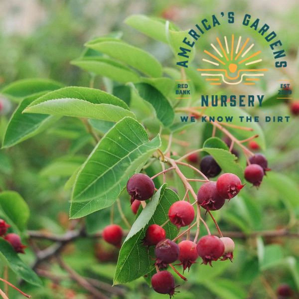 Serviceberry Shrub - America's Gardens Nursery