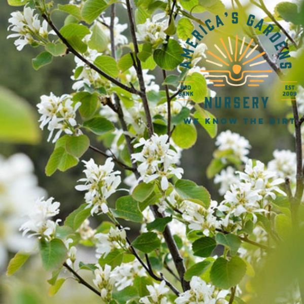 Serviceberry Shrub - America's Gardens Nursery