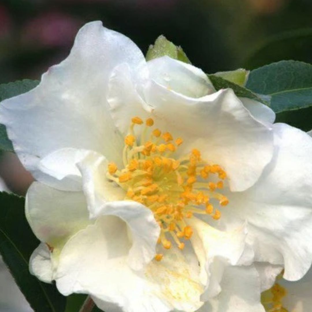 Setsugekka Camellia - America's Gardens Nursery