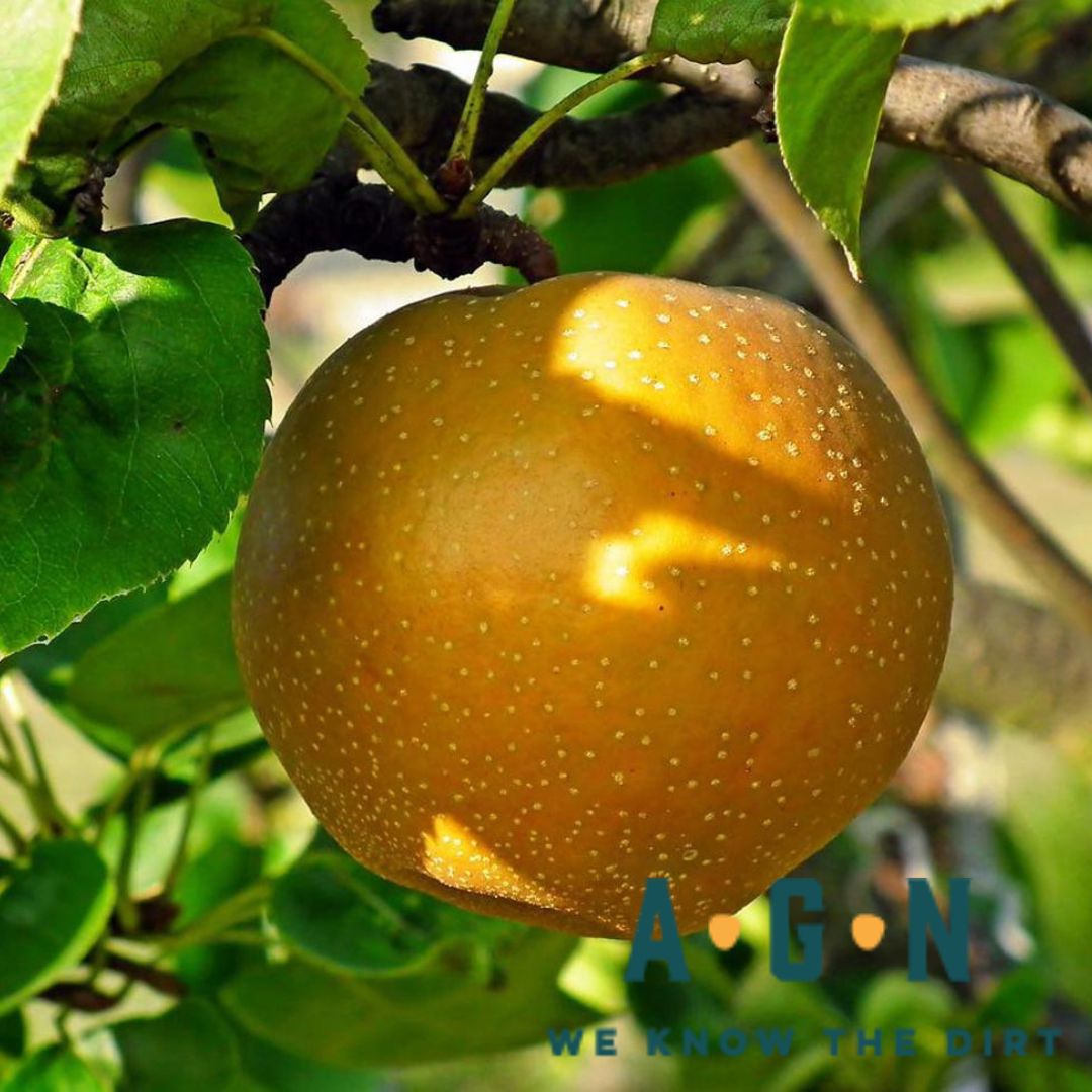 Shinsui Asian Pear Tree - America's Gardens Nursery