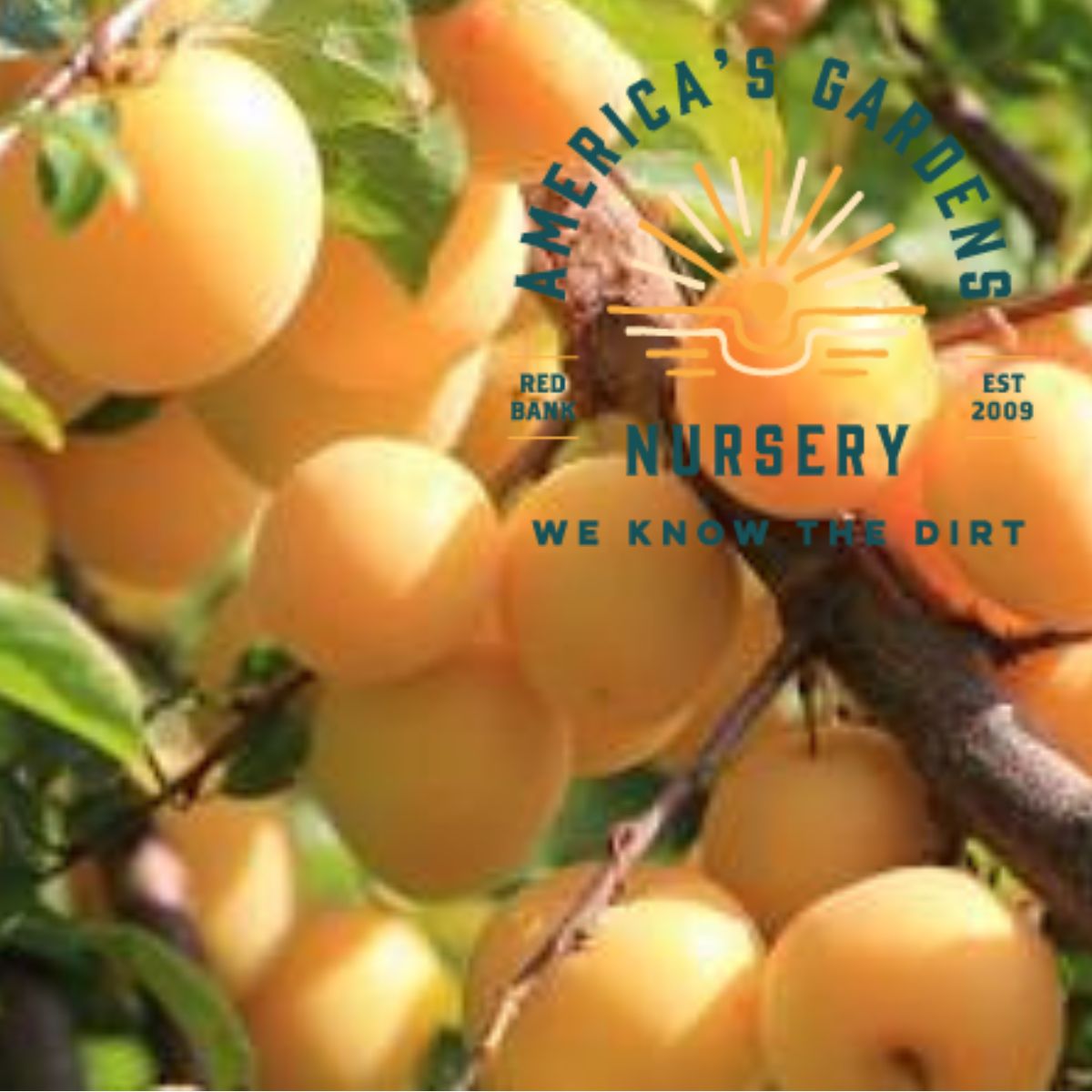 Shiro Plum Tree - America's Gardens Nursery