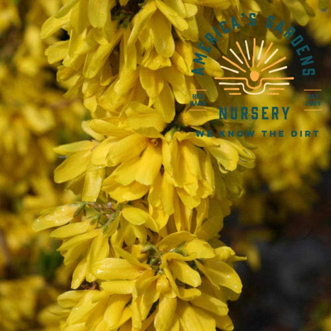 Show Off Starlet Forsythia - America's Gardens Nursery