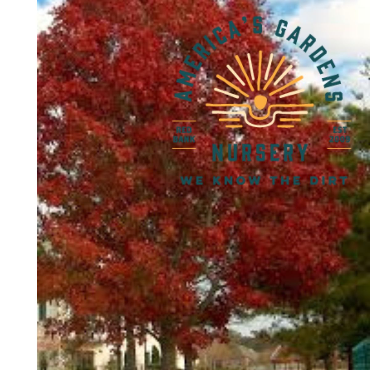 Shumard Red Oak - America's Gardens Nursery