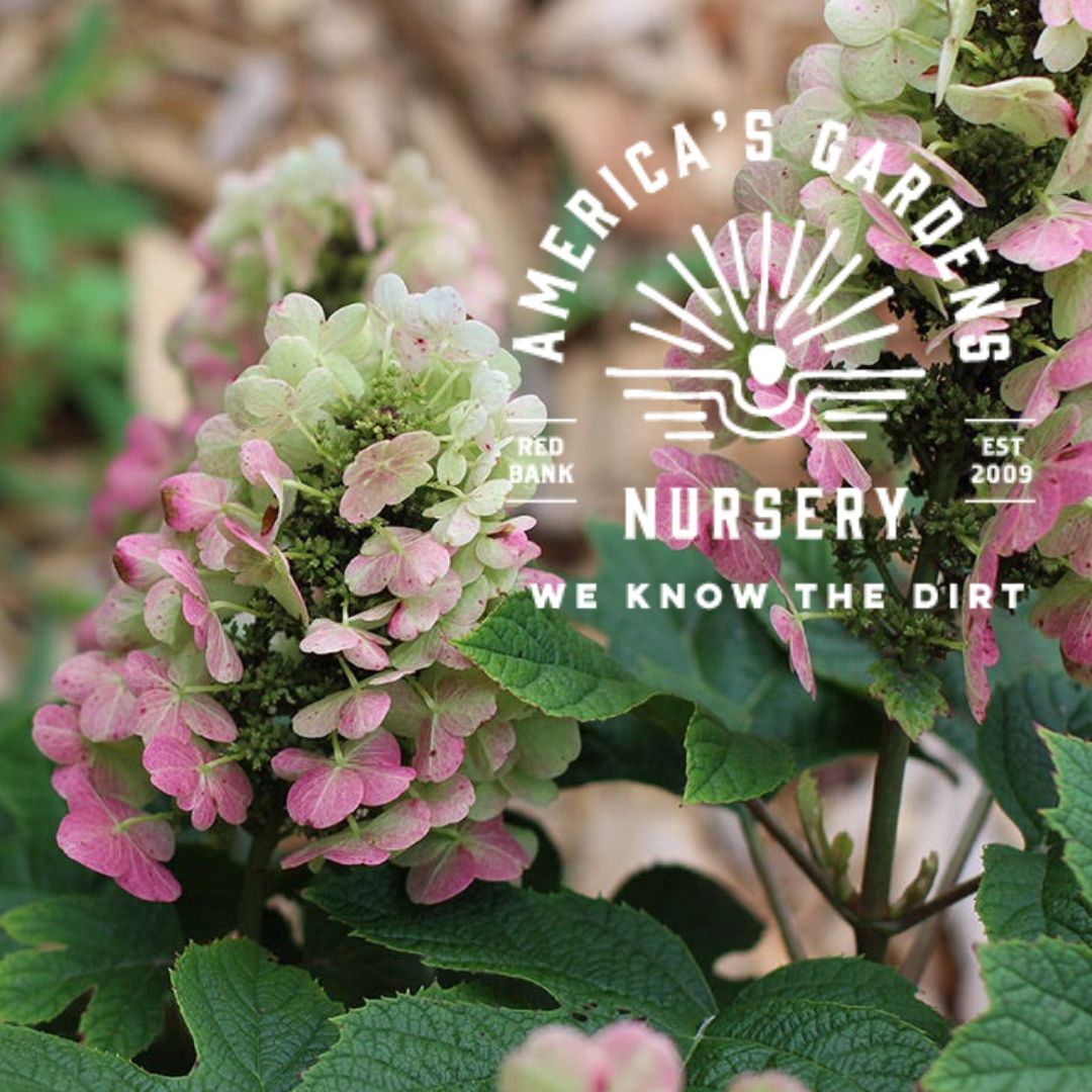 Sikes Dwarf Oakleaf Hydrangea - America's Gardens Nursery