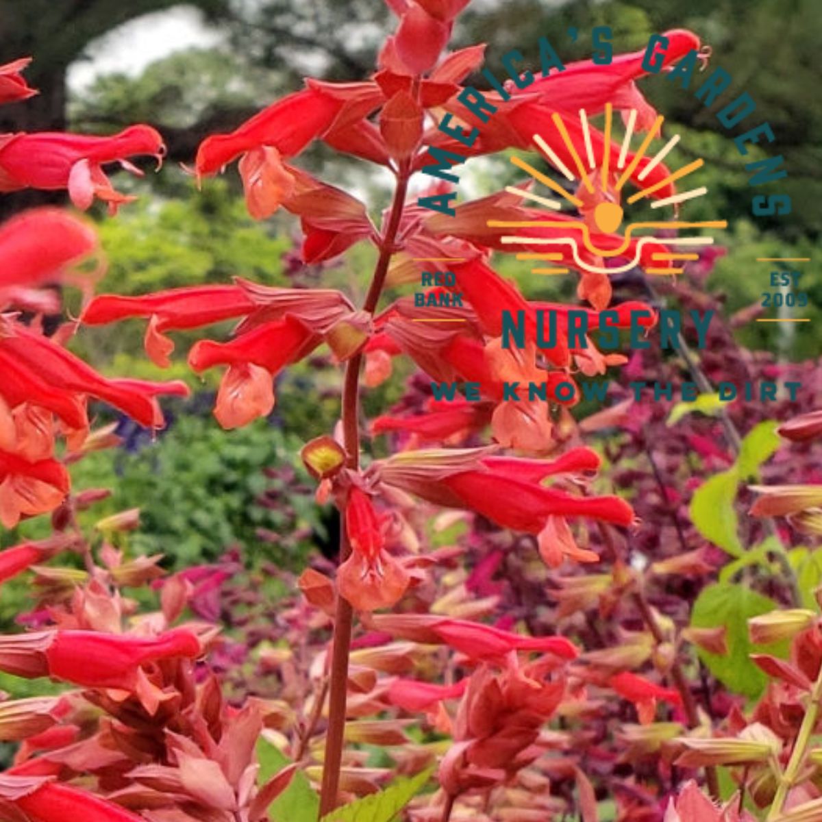 Skyscraper Orange Salvia - America's Gardens Nursery