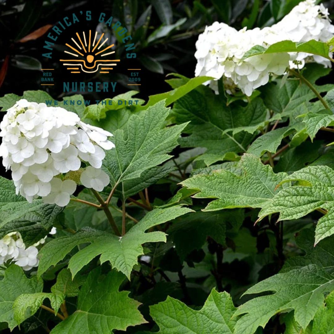 Snow Queen Oakleaf Hydrangea - America's Gardens Nursery