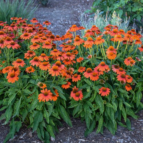 Sombrero Adobe Orange Echinacea (Cone Flower) - America's Gardens Nursery