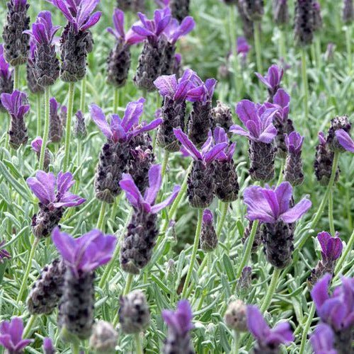 Spanish Lavender - America's Gardens Nursery