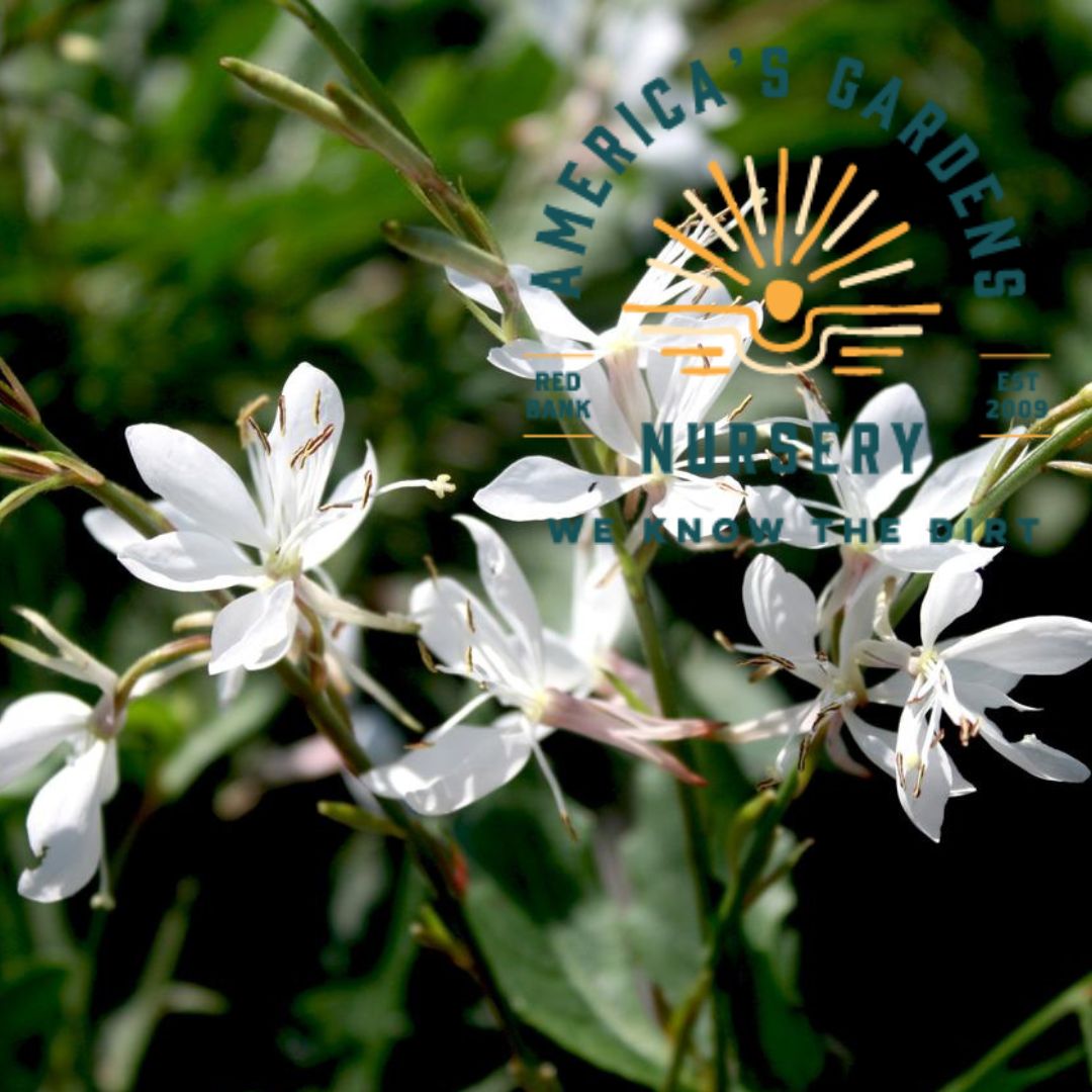 Sparkle White Guara (Wandflower) - America's Gardens Nursery