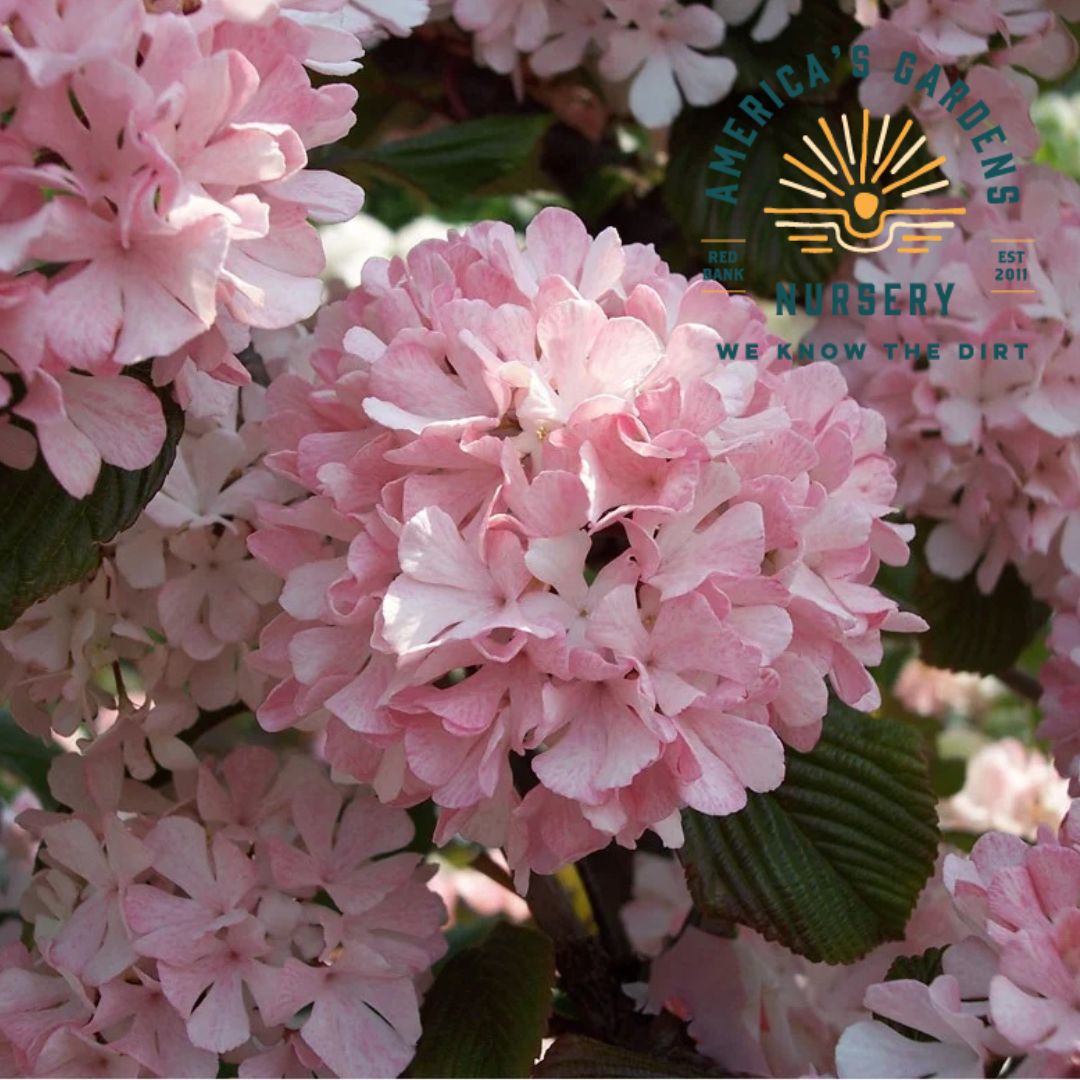 Sparkling Pink Champagne Viburnum - America's Gardens Nursery