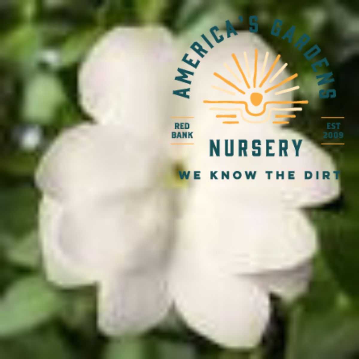 Spectra Improved White New Guinea Impatiens - America's Gardens Nursery