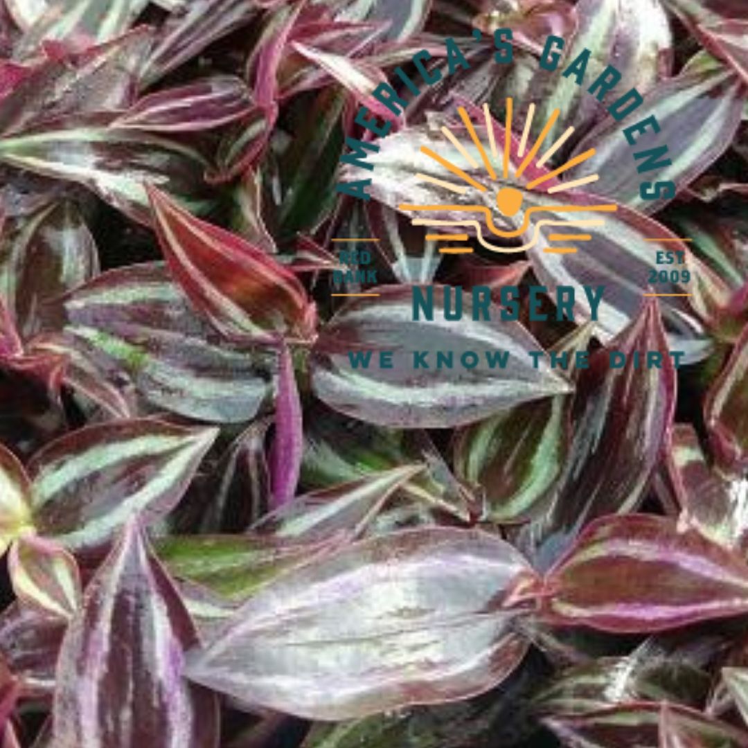 Spiderwort (aka Wandering Jew) Plant - America's Gardens Nursery